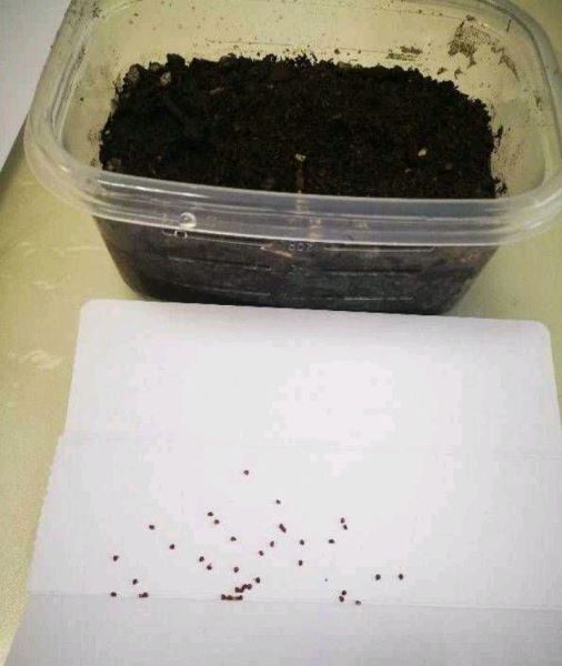 草莓种子怎么种植「草莓种子怎么种植方法 在家盆栽」_1